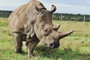 15 Incredible Facts About the Northern White Rhino: A Species on the Brink