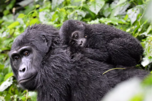 10 Mind-Blowing Facts About Gorillas That Will Change How You See Them”