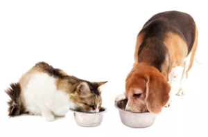 Where to Find Free Dog and Cat Food: A Guide for Pet Owners in Need