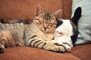 20 Safe and Natural Home Remedies for Your Cat or Dog