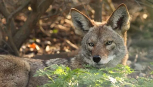 How to Haze a Coyote Humanely: Keeping Wildlife Wild