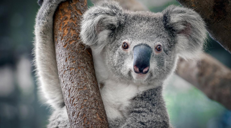 Top 10 Fascinating Facts About Koalas: Australia’s Tree-Hugging Icons