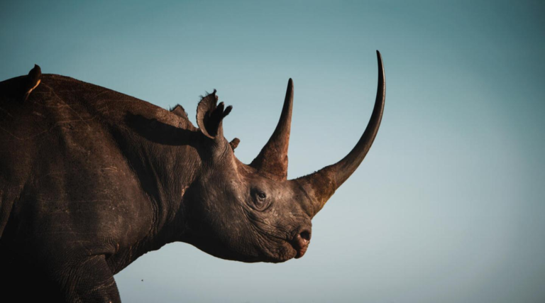 Top 5 Fascinating Facts About Black Rhinos: The Guardians of the Savanna