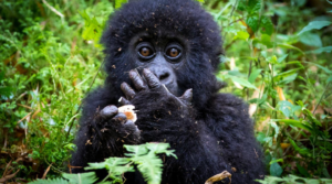 Top 10 Fascinating Facts About Mountain Gorillas: The Gentle Giants of the Forest