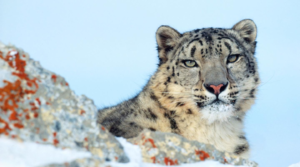 Top 10 Fascinating Facts About Snow Leopards: The Ghosts of the Mountains