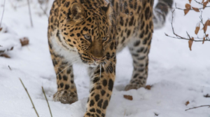 Top 10 Fascinating Facts About Amur Leopards: The Rarest Big Cats on Earth