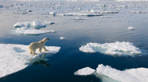 Top 10 Fascinating Facts About Polar Bears: The Kings of the Arctic