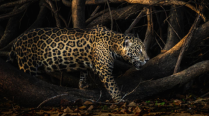 Top 10 Fascinating Facts About Jaguars: The Stealthy Kings of the Jungle