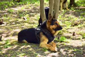 Police Search and Rescue Dogs: The Animal Rights Debate