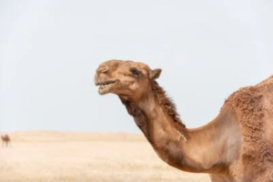 Why Camels Will Steal Your Heart (and Your Water Bottle): 10 Tales from the Sand